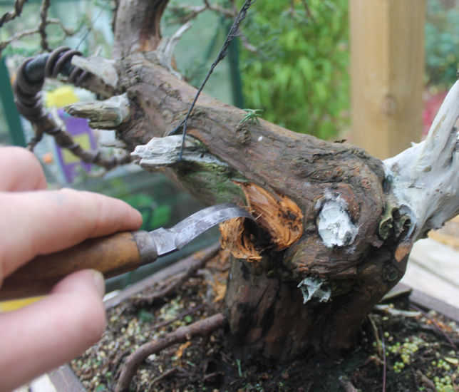 san jose juniper bonsai